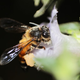 Bees are important pollinators that ensure food security and sustaining biodiversity.